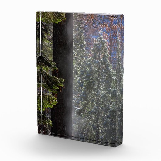 Snowy Mist in het bos Fotoblokken (Rechts)