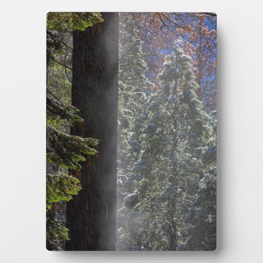 Snowy Mist in het bos Fotoplaat (voorkant)