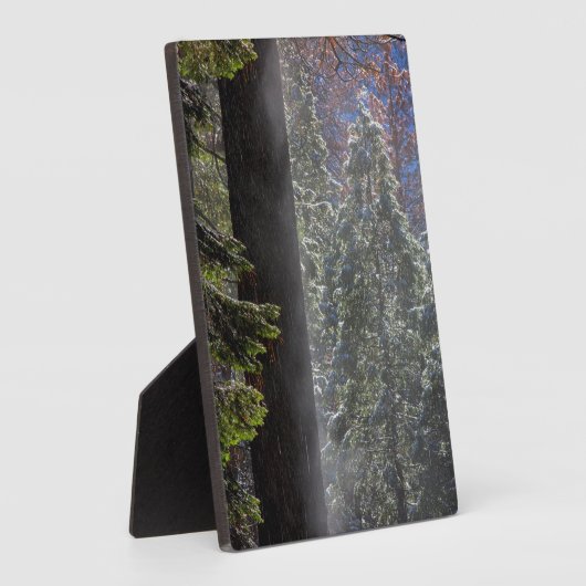 Snowy Mist in het bos Fotoplaat (Zijkant)