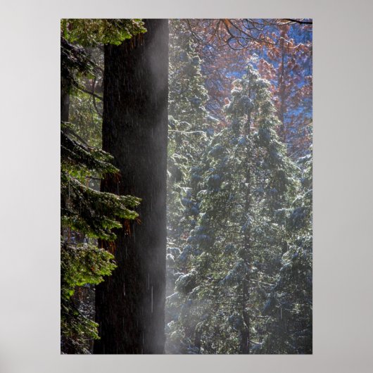 Snowy Mist in het bos Poster (Voorkant)