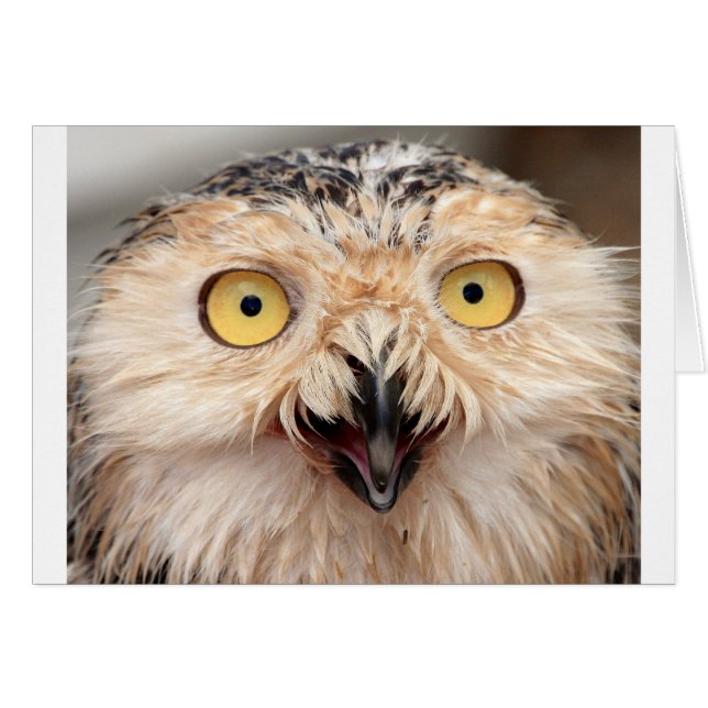 Snowy Owl (Voorkant Horizontaal)