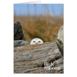 Snowy Owl