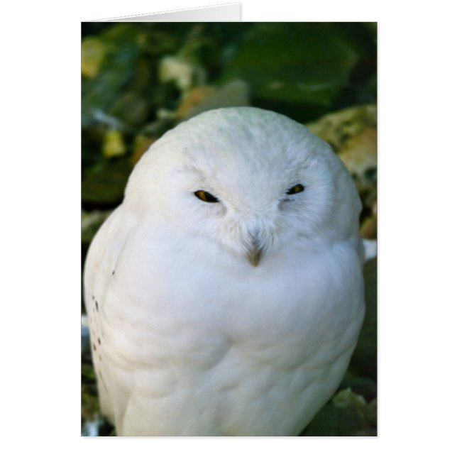 Snowy Owl (Voorkant)