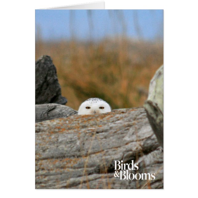 Snowy Owl (Voorkant)
