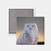 Snowy Owl 2" magneet (Voorkant / Achterkant)