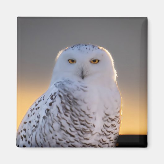 Snowy Owl 2" magneet (Voorkant)