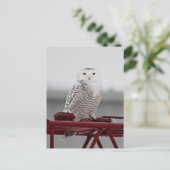 Snowy Owl 9470 Briefkaart (Staand voorkant)