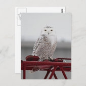 Snowy Owl 9470 Briefkaart (Voorkant / Achterkant)