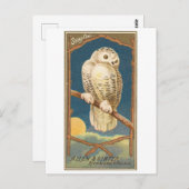 Snowy Owl Allen & Ginter Trade Kaart Briefkaart (Voorkant / Achterkant)