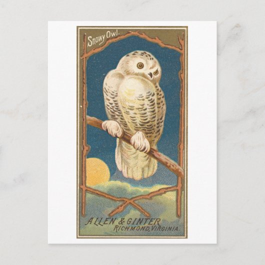 Snowy Owl Allen & Ginter Trade Kaart Briefkaart (Voorkant)