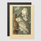 Snowy Owl Audubon Bird Artwork (Voorkant / Achterkant)