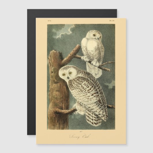 Snowy Owl Audubon Bird Artwork (Voorkant / Achterkant)