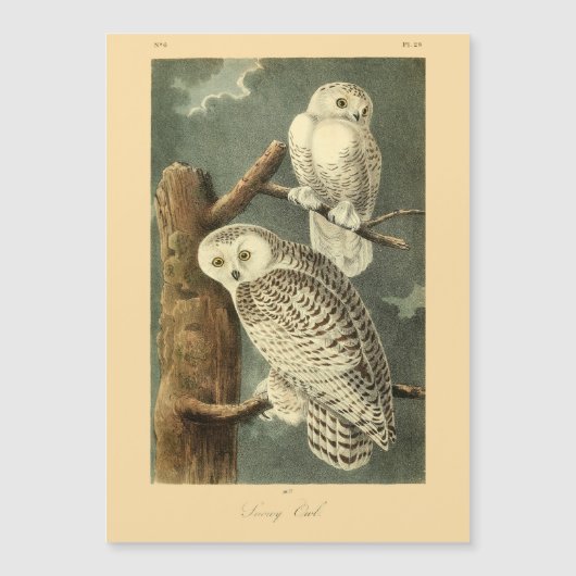 Snowy Owl Audubon Bird Artwork (Voorkant)
