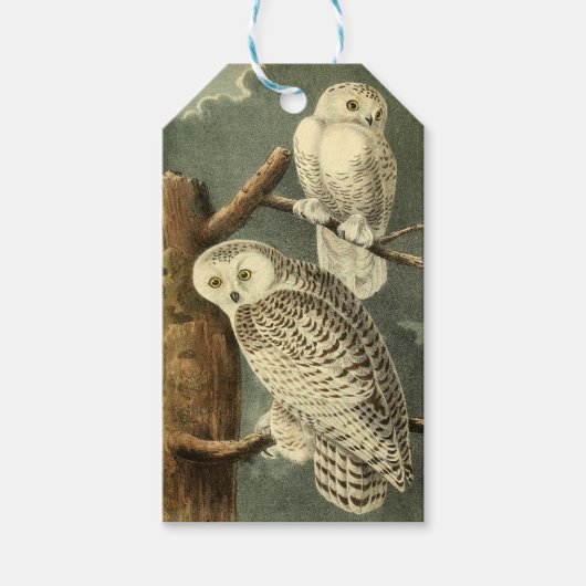 Snowy Owl Audubon Bird Artwork Cadeaulabel (Voorkant)