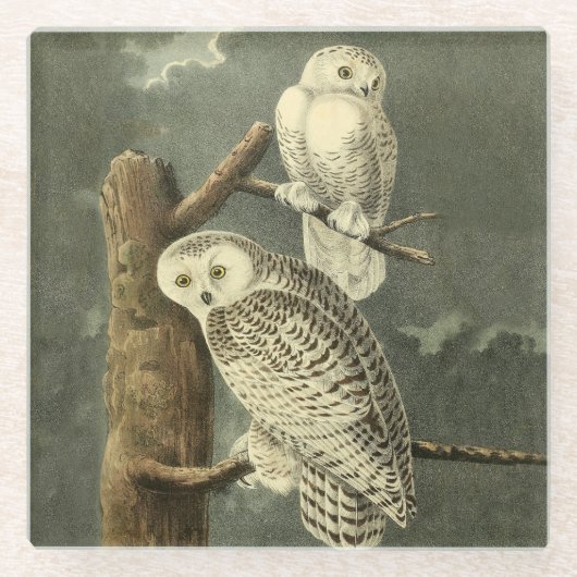 Snowy Owl Audubon Bird Artwork Glazen Onderzetter (Voorkant)