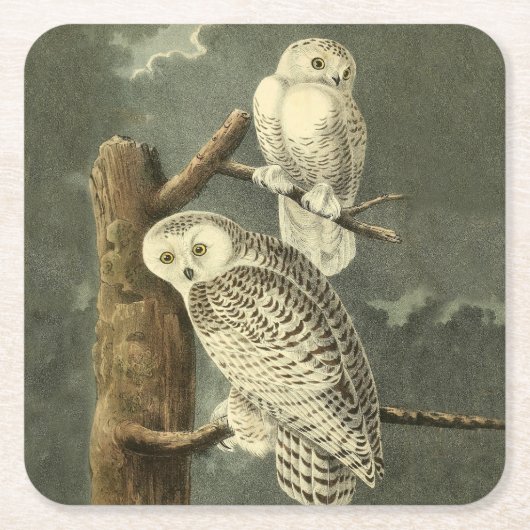 Snowy Owl Audubon Bird Artwork Kartonnen Onderzetters (Voorkant)