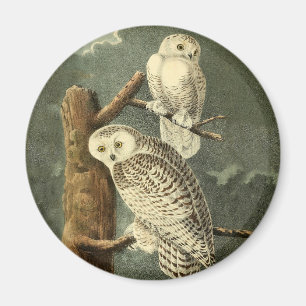Snowy Owl Audubon Bird Artwork Magneet