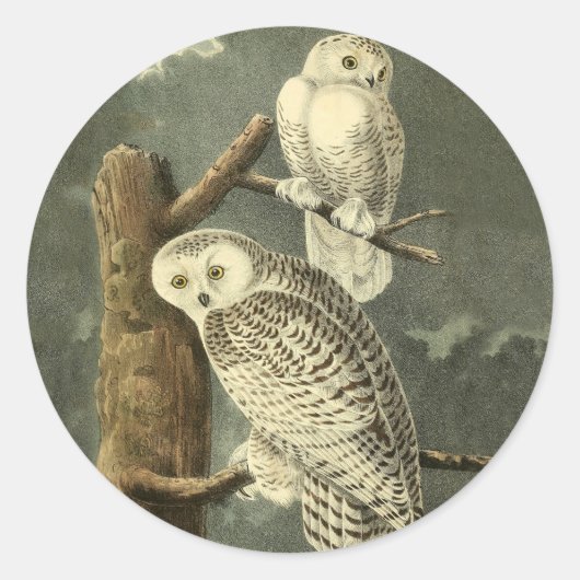 Snowy Owl Audubon Bird Artwork Ronde Sticker (Voorkant)