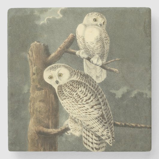 Snowy Owl Audubon Bird Artwork Stenen Onderzetter (Voorkant)
