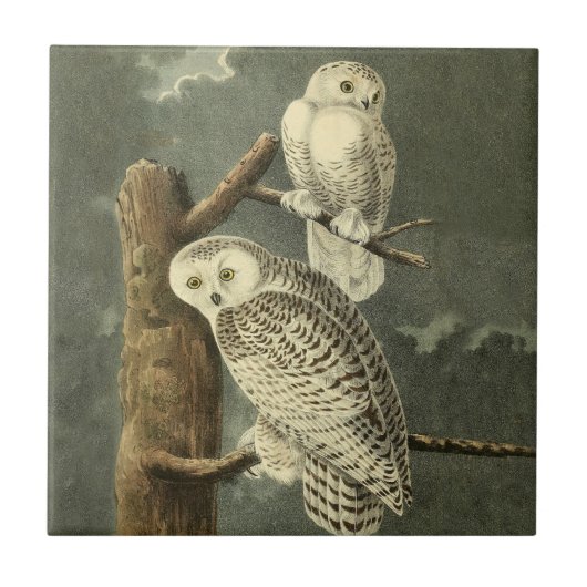 Snowy Owl Audubon Bird Artwork Tegeltje (Voorkant)