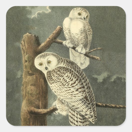 Snowy Owl Audubon Bird Artwork Vierkante Sticker (Voorkant)