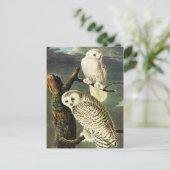 Snowy Owl - Audubon Fine  Birds America Briefkaart (Staand voorkant)