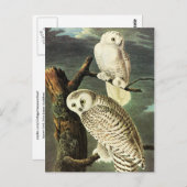 Snowy Owl - Audubon Fine  Birds America Briefkaart (Voorkant / Achterkant)