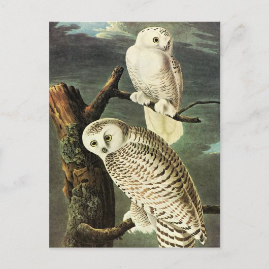 Snowy Owl - Audubon Fine  Birds America Briefkaart (Voorkant)
