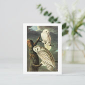 Snowy Owl - Audubon Fine  Birds America Briefkaart (Staand voorkant)