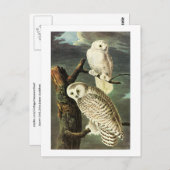 Snowy Owl - Audubon Fine  Birds America Briefkaart (Voorkant / Achterkant)