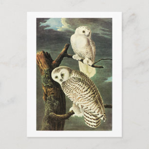 Snowy Owl - Audubon Fine  Birds America Briefkaart