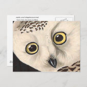 Snowy Owl - Audubon Fine  Birds America Briefkaart (Voorkant / Achterkant)