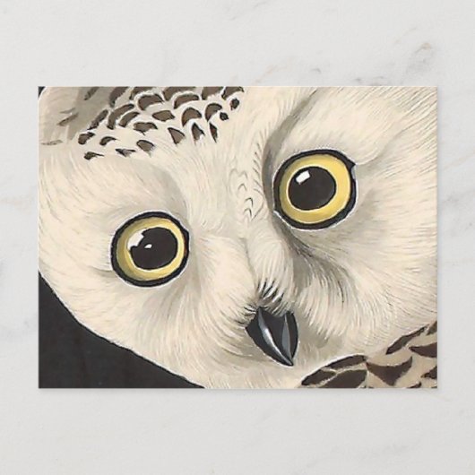 Snowy Owl - Audubon Fine  Birds America Briefkaart (Voorkant)