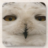 Snowy Owl Bier Onderzetter (Voorkant)