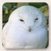 Snowy Owl Bier Onderzetter (Voorkant)