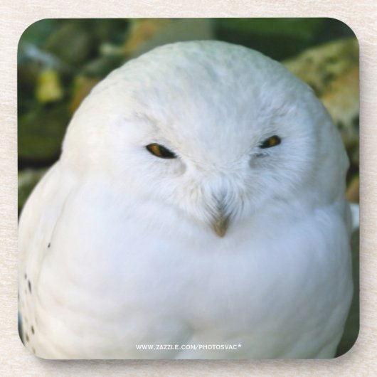 Snowy Owl Bier Onderzetter (Voorkant)