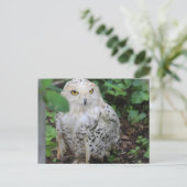 Snowy Owl bij ZooAmerica Briefkaart (Staand voorkant)