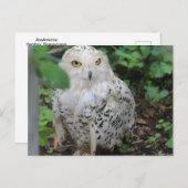 Snowy Owl bij ZooAmerica Briefkaart (Voorkant / Achterkant)