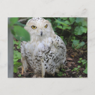Snowy Owl bij ZooAmerica Briefkaart
