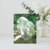 Snowy Owl Bird Briefkaart (Staand voorkant)