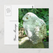 Snowy Owl Bird Briefkaart (Voorkant / Achterkant)