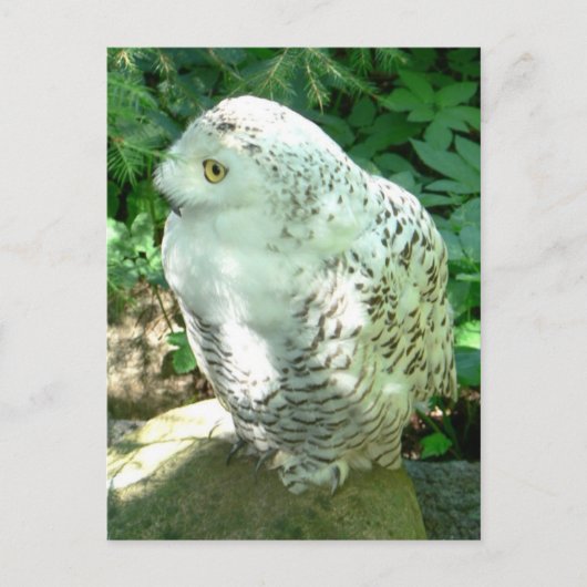 Snowy Owl Bird Briefkaart (Voorkant)