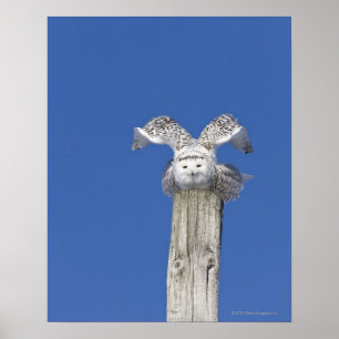 Snowy owl bovenop een stok, klaar om te nemen poster