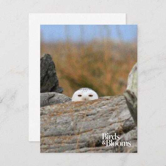 Snowy Owl Briefkaart (Voorkant / Achterkant)