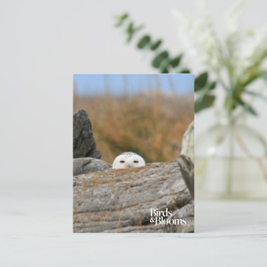 Snowy Owl Briefkaart (Staand voorkant)