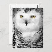 Snowy Owl Briefkaart (Voorkant / Achterkant)