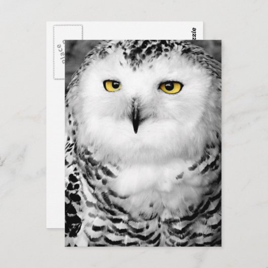 Snowy Owl Briefkaart (Voorkant / Achterkant)