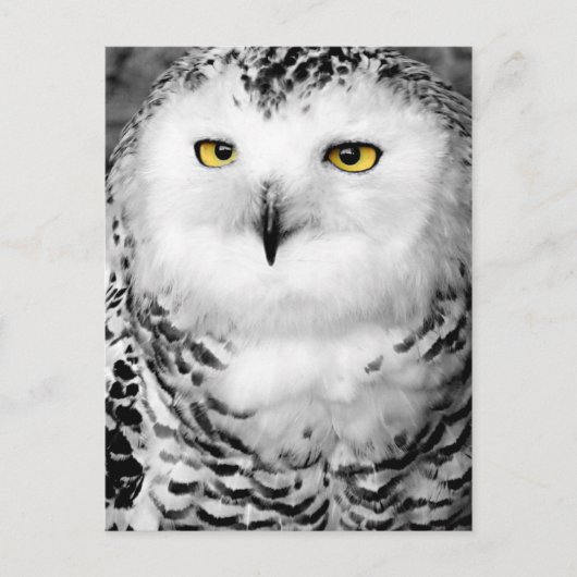 Snowy Owl Briefkaart (Voorkant)