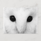 Snowy Owl Briefkaart (Voorkant)