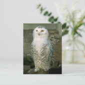 Snowy owl - briefkaart (Staand voorkant)